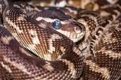 파이썬 셀레니움 업그레이드하는 꿀팁