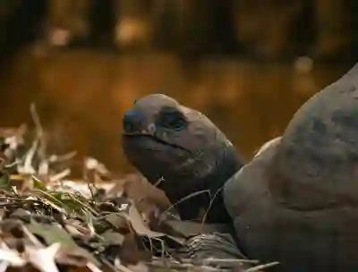 한게임 바둑 무료 다운로드 방법 알아보자